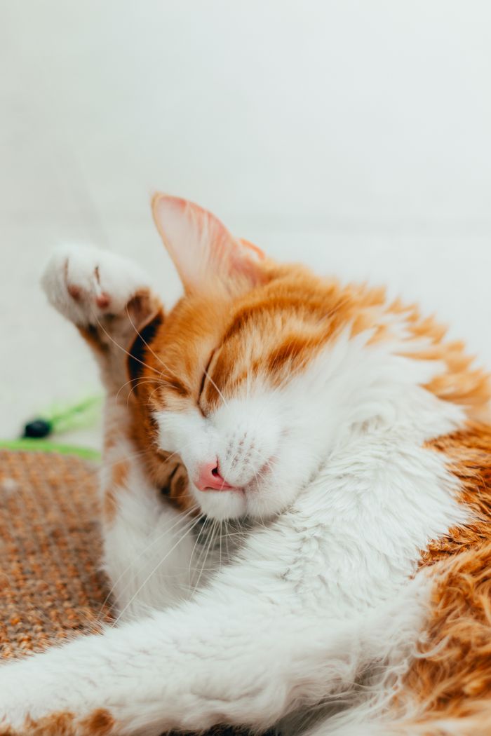 Adorable orange and white cat cleaning its head on a woven mat indoors.
